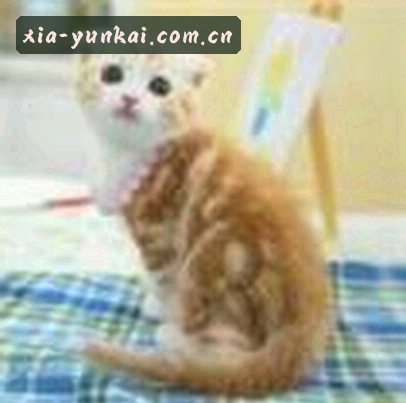 吴强